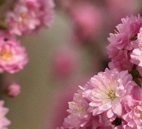 Декоративний Мигдаль “Луїзіанія Трилопатева”